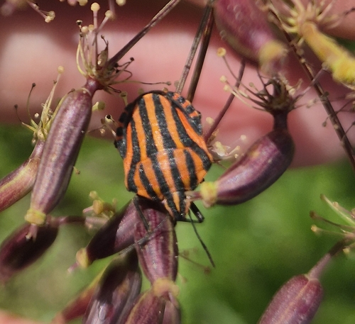European Striped Shield Bug