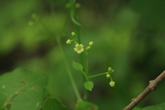 Rubia cordifolia