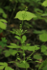 Rubia cordifolia
