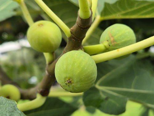 common fig