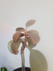 Kalanchoe orgyalis