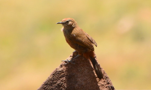 iNaturalist image