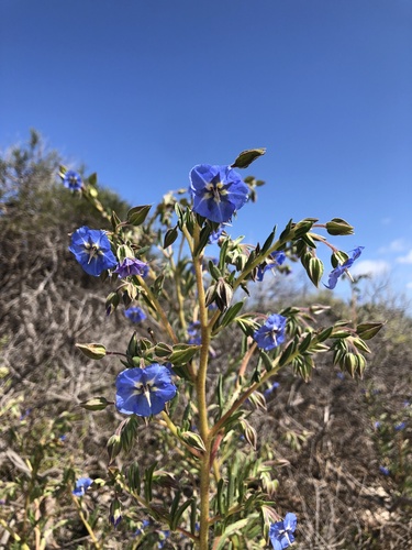 camel bush