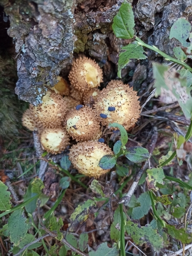 shaggy scalycap