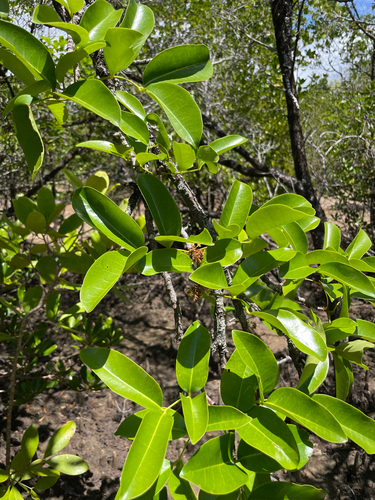 Xylocarpus moluccensis observed 2026-09-19