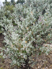 Malacothamnus gracilis