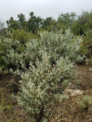 Malacothamnus gracilis