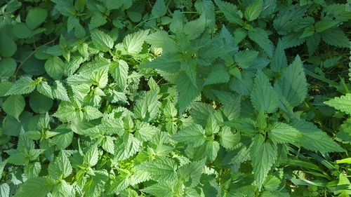 great stinging nettle