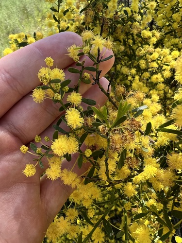 Acacia acinacea, photograph 4
