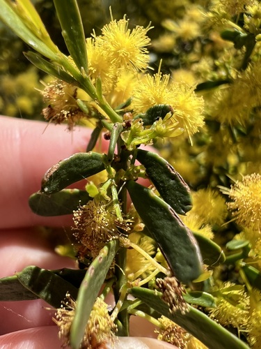 Acacia acinacea, photograph 5