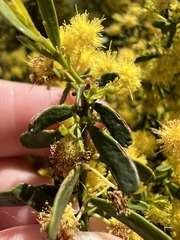 (c) Jared Shorma, some rights reserved (CC BY) Acacia acinacea, photograph (c) Jared Shorma, some rights reserved (CC BY)