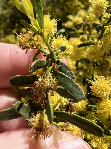 Acacia acinacea, photograph 6