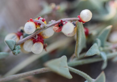 Chenopodium nutans nutans