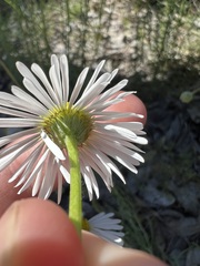Brachyscome paludicola, photograph (c) Jared Shorma, some rights reserved (CC BY)