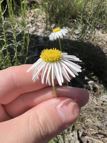Brachyscome paludicola, photograph 5