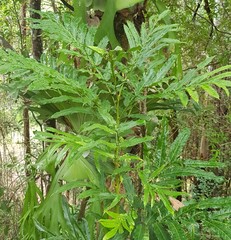 Hicksbeachia pinnatifolia