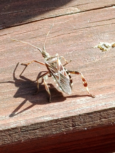 Western Conifer Seed Bug