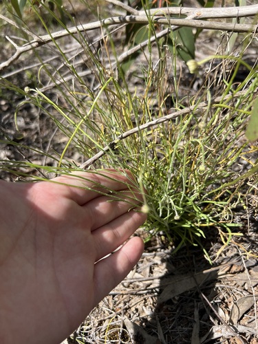 Brachyscome paludicola, photograph 2
