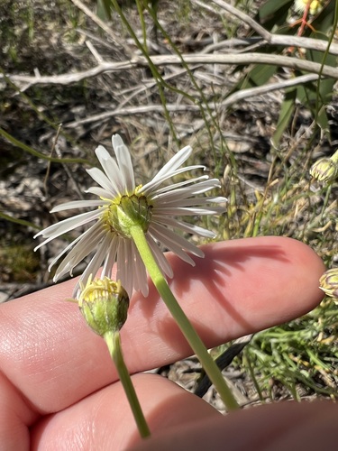 Brachyscome paludicola