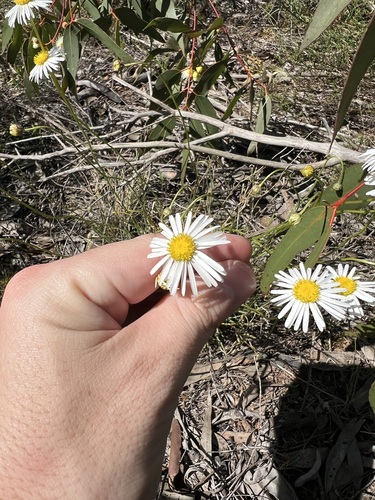 Brachyscome paludicola, photograph 3