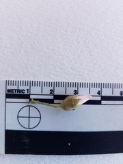 Malacothamnus gracilis