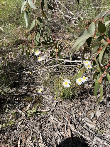 Brachyscome paludicola, photograph 4