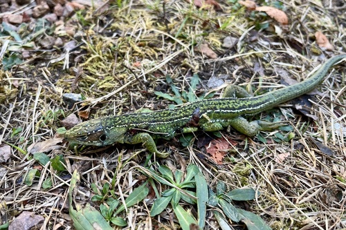 Western Green Lizard