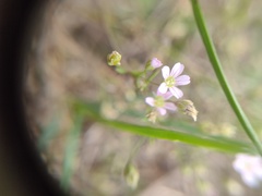 Psammophiliella muralis, photograph (c) Bartosz Czołczyński, some rights reserved (CC BY)