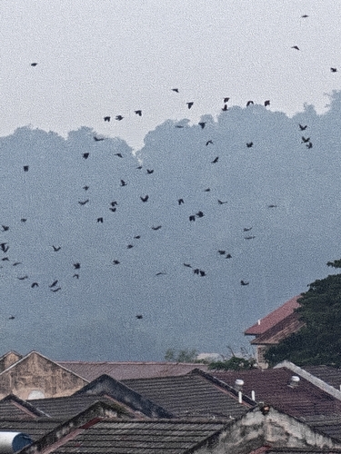 House Crow