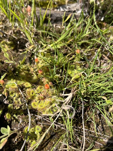 Pimpernel sundew