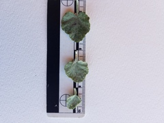 Malacothamnus gracilis