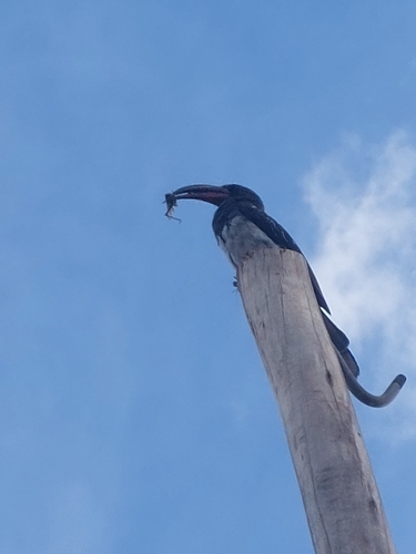 Hemprich's Hornbill