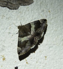 Dysgonia senex