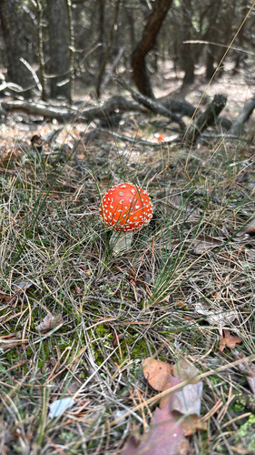 Fly Agaric