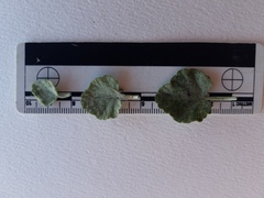 Malacothamnus gracilis