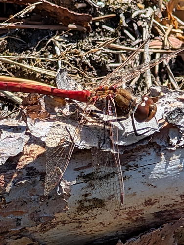 Vagrant Darter