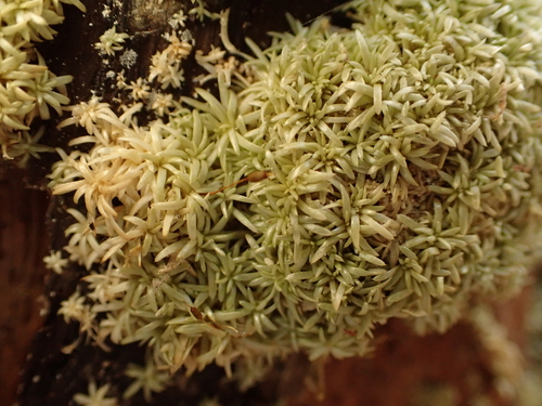 white octoblepharum moss