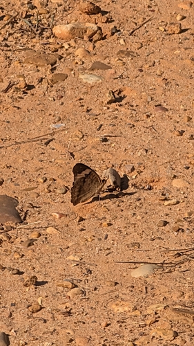 Common Buckeye