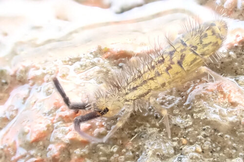 Shaggy Springtail