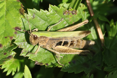Steppe Grasshopper