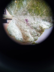 Malacothamnus gracilis