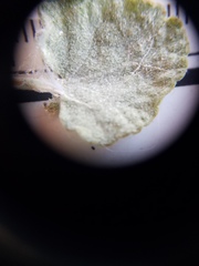 Malacothamnus gracilis