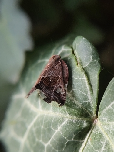 Black planthopper