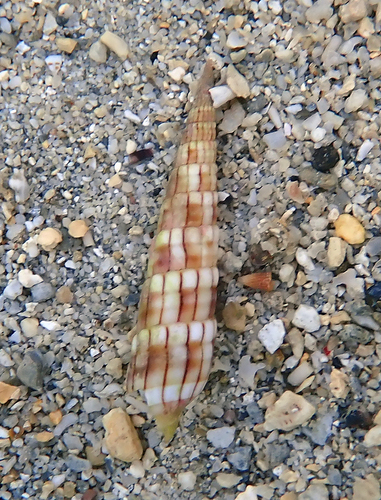 Myurella affinis observed 2026-09-11