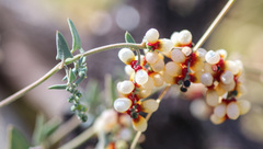 Chenopodium nutans nutans
