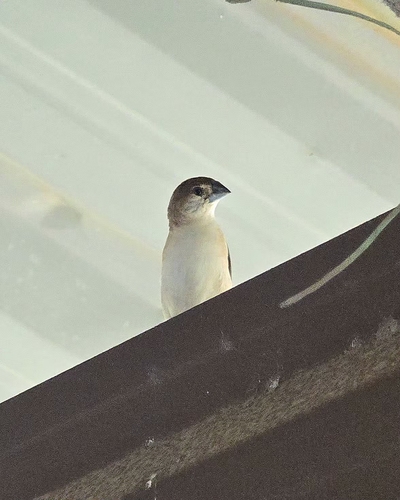 Indian Silverbill