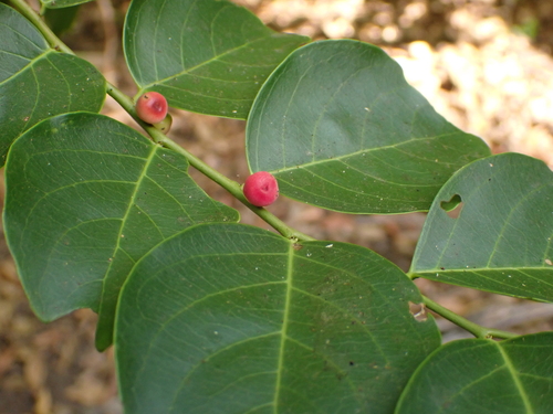 Phyllanthus cernuus, photograph 6