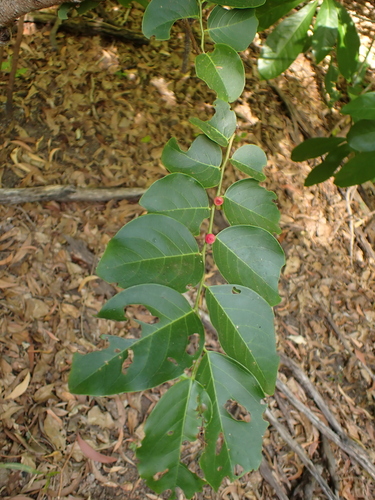 Breynia cernua