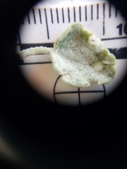 Malacothamnus gracilis