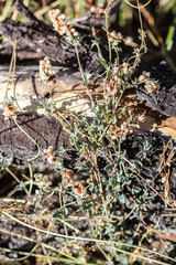 Chenopodium nutans nutans